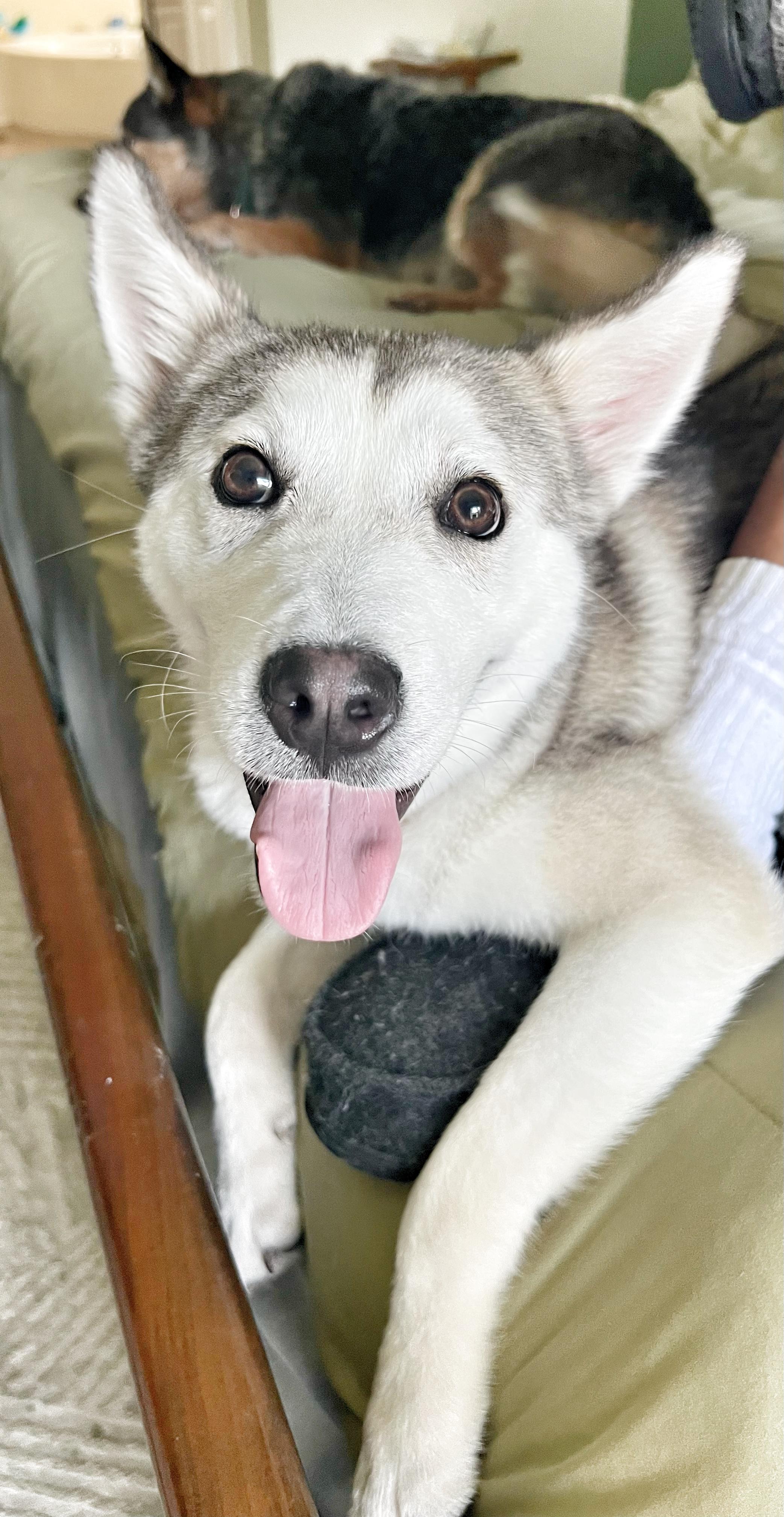 Alex, an adoptable Spitz, Husky in Humble, TX, 77346 | Photo Image 1