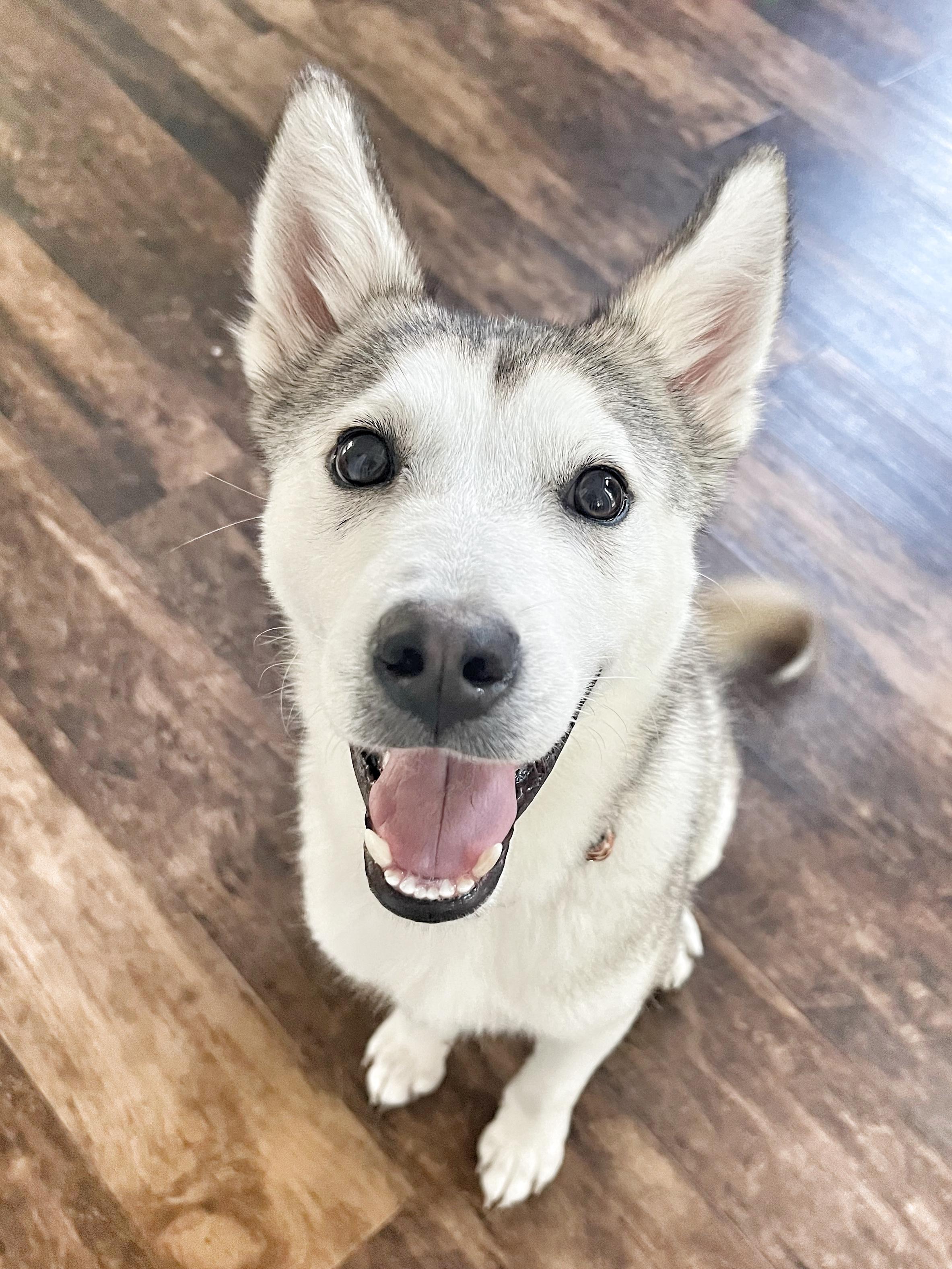 Alex, an adoptable Spitz, Husky in Humble, TX, 77346 | Photo Image 2