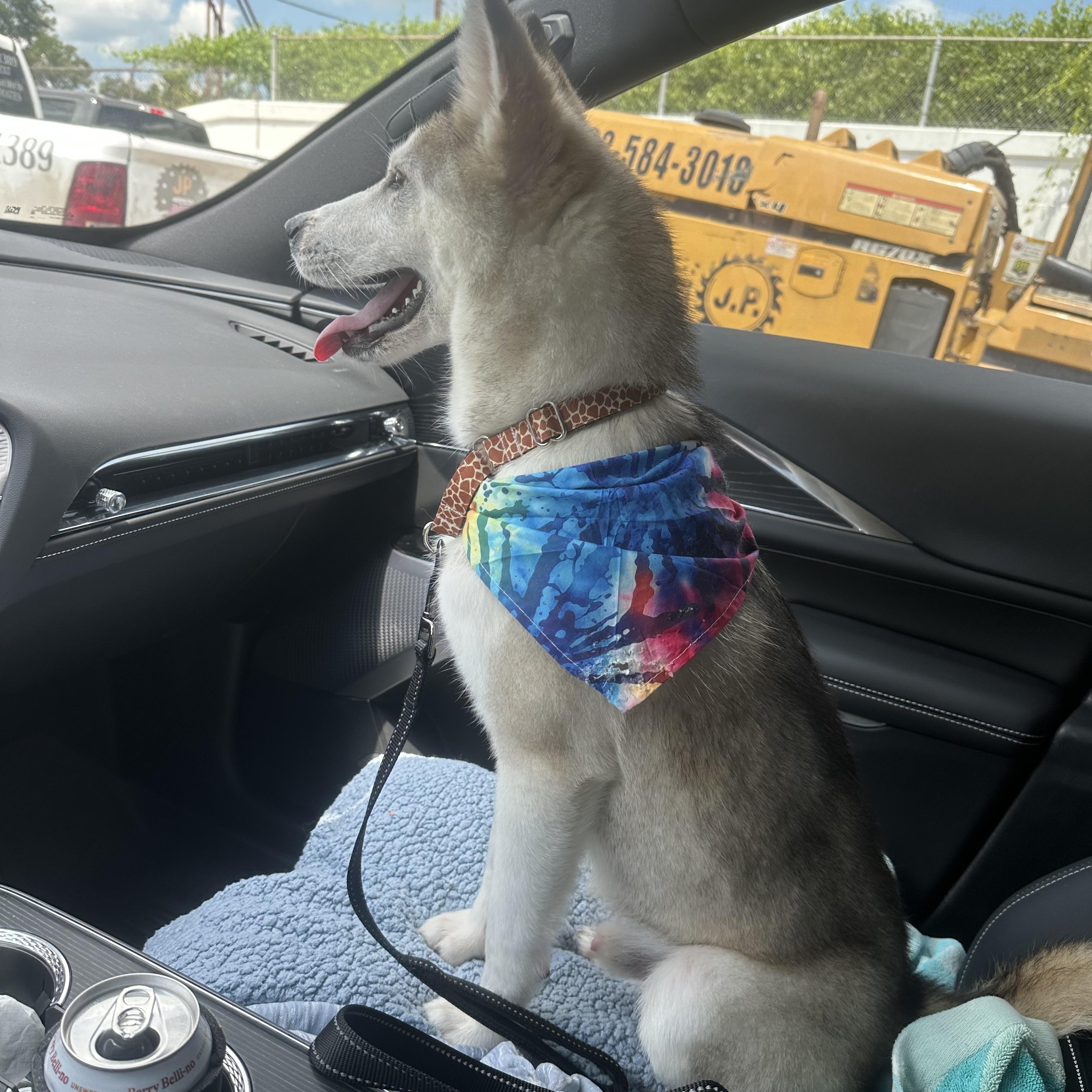 Alex, an adoptable Spitz, Husky in Humble, TX, 77346 | Photo Image 3