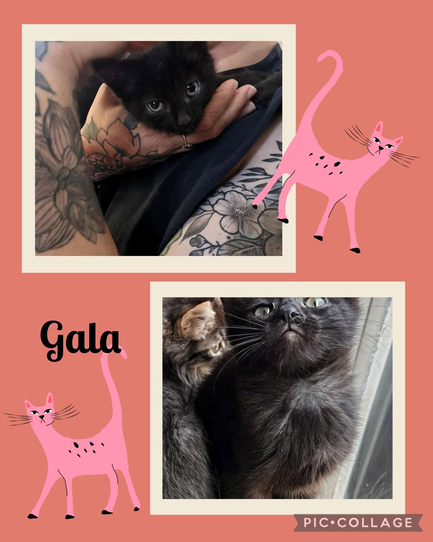 Enlarge Gala, an adopted Domestic Short Hair in Newberg, OR image 1/1
