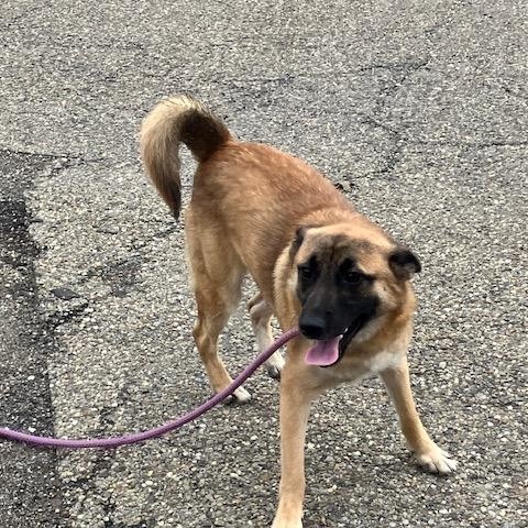 Enlarge LEO 251-26, a Adoptable mixed breed in Cambridge, OH image 4/4
