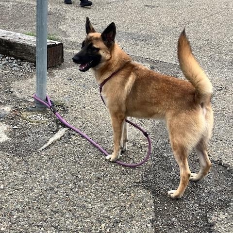 Enlarge LEO 251-26, a Adoptable mixed breed in Cambridge, OH image 3/4