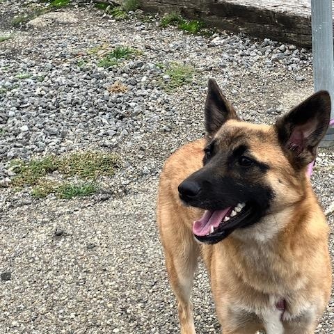 Enlarge LEO 251-26, a Adoptable mixed breed in Cambridge, OH image 2/4