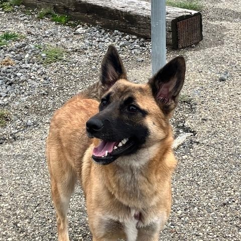 LEO 251-26, Adoptable, Young Male German Shepherd Dog.