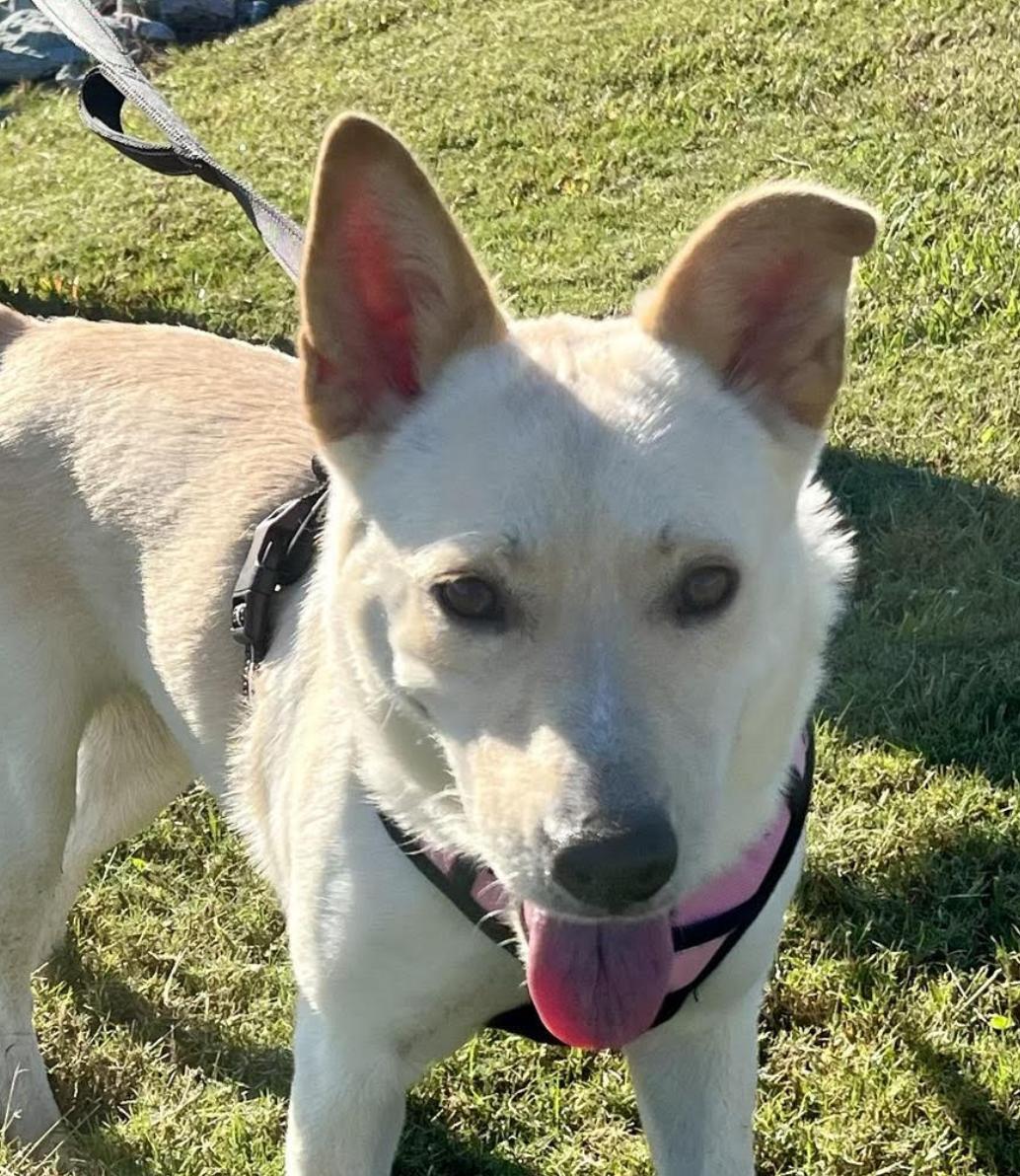 Dog for adoption BeeBee, a Yellow Labrador Retriever Mix in Woburn, MA Petfinder