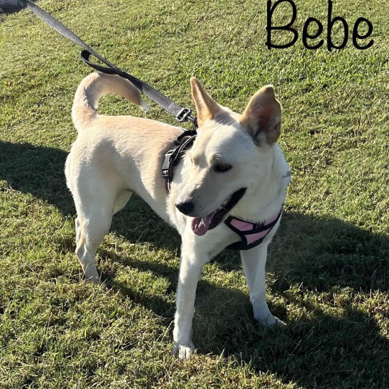 Dog for adoption BeeBee, a Yellow Labrador Retriever Mix in Woburn, MA Petfinder