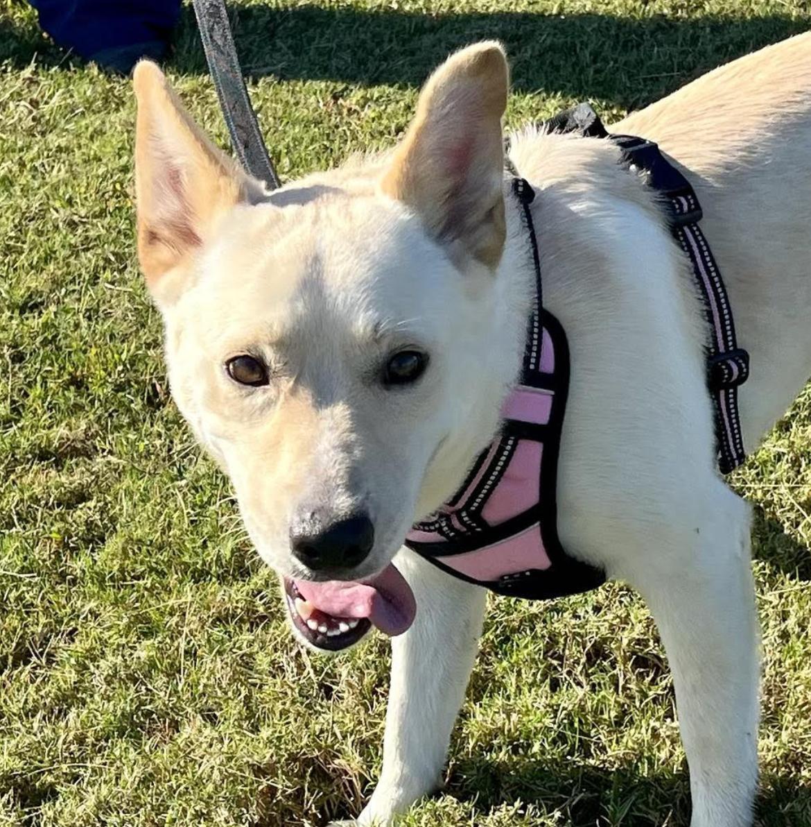 Dog for adoption BeeBee, a Yellow Labrador Retriever Mix in Woburn, MA Petfinder