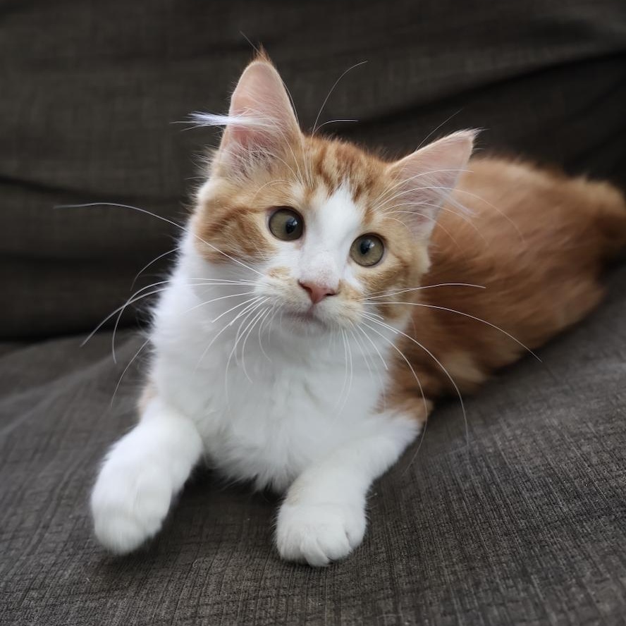 Enlarge Dietrich, a Adoptable mixed breed in Fort Collins, CO image 3/5