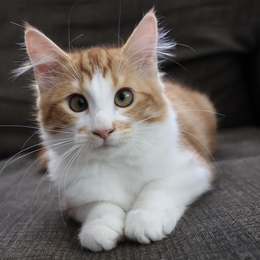 Dietrich, Adoptable, Kitten Female Domestic Medium Hair.