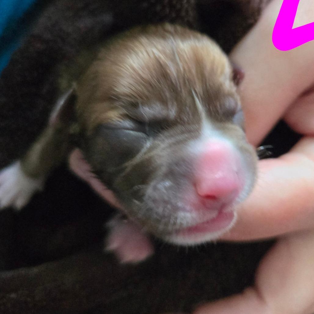 CT Rigatoni avail Dec 27, Adoptable, Puppy Female Chihuahua.