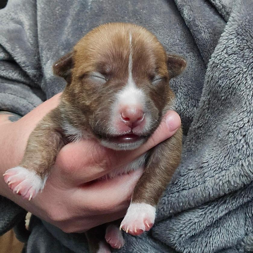 CT Rigatoni avail Dec 27, a Adoptable mixed breed in Stormville, NY image 6/6