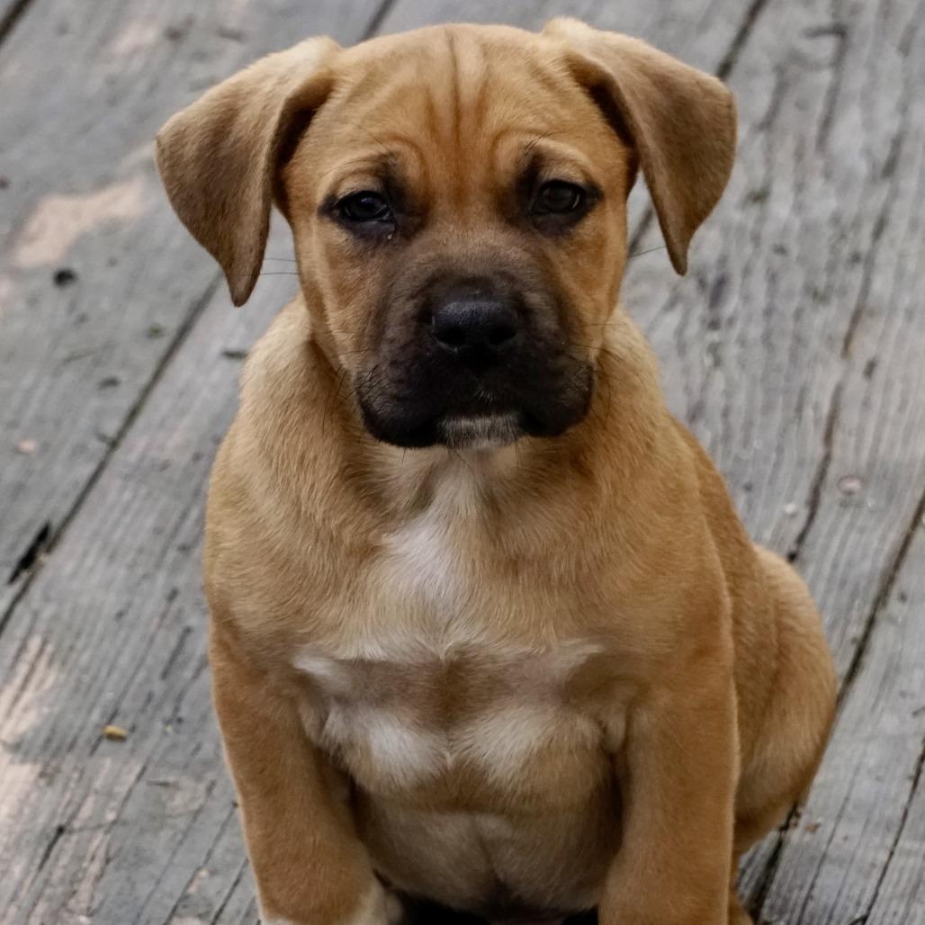 Enlarge NY Jeremiah Avail Jan 18 (Tractor Supply - Patterson), a Adoptable mixed breed in Eastford, CT image 2/6