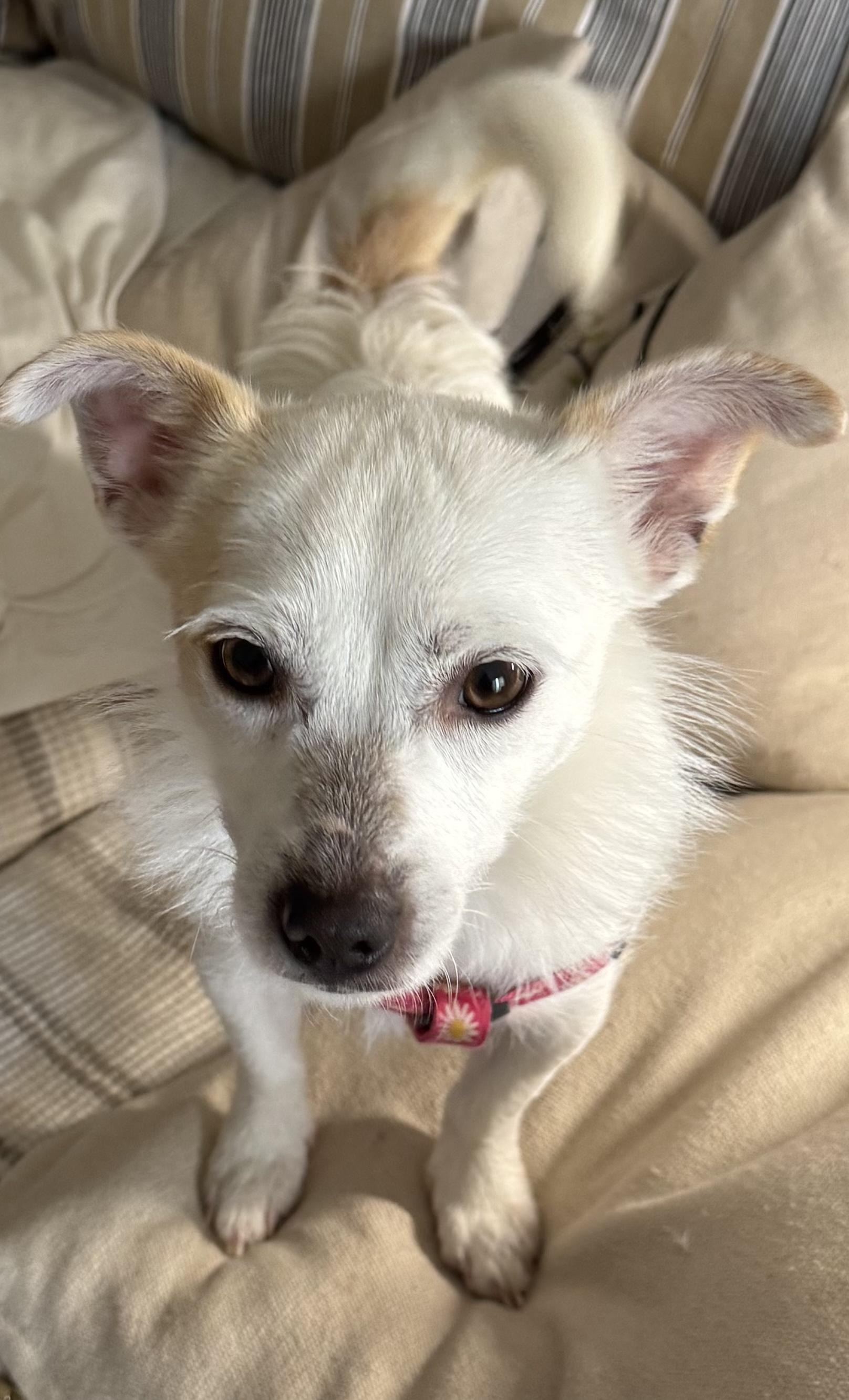 Enlarge Joy, a ADOPTABLE Cairn Terrier in Marietta, GA image 2/3