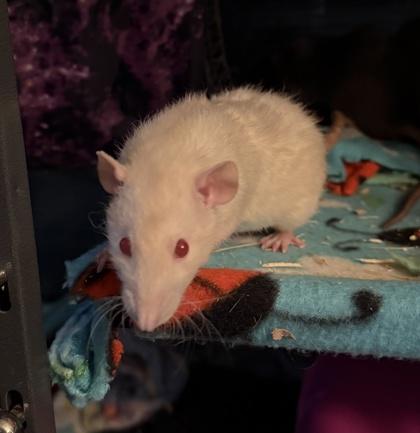 Endora, Adopted, Adult Female Rat.