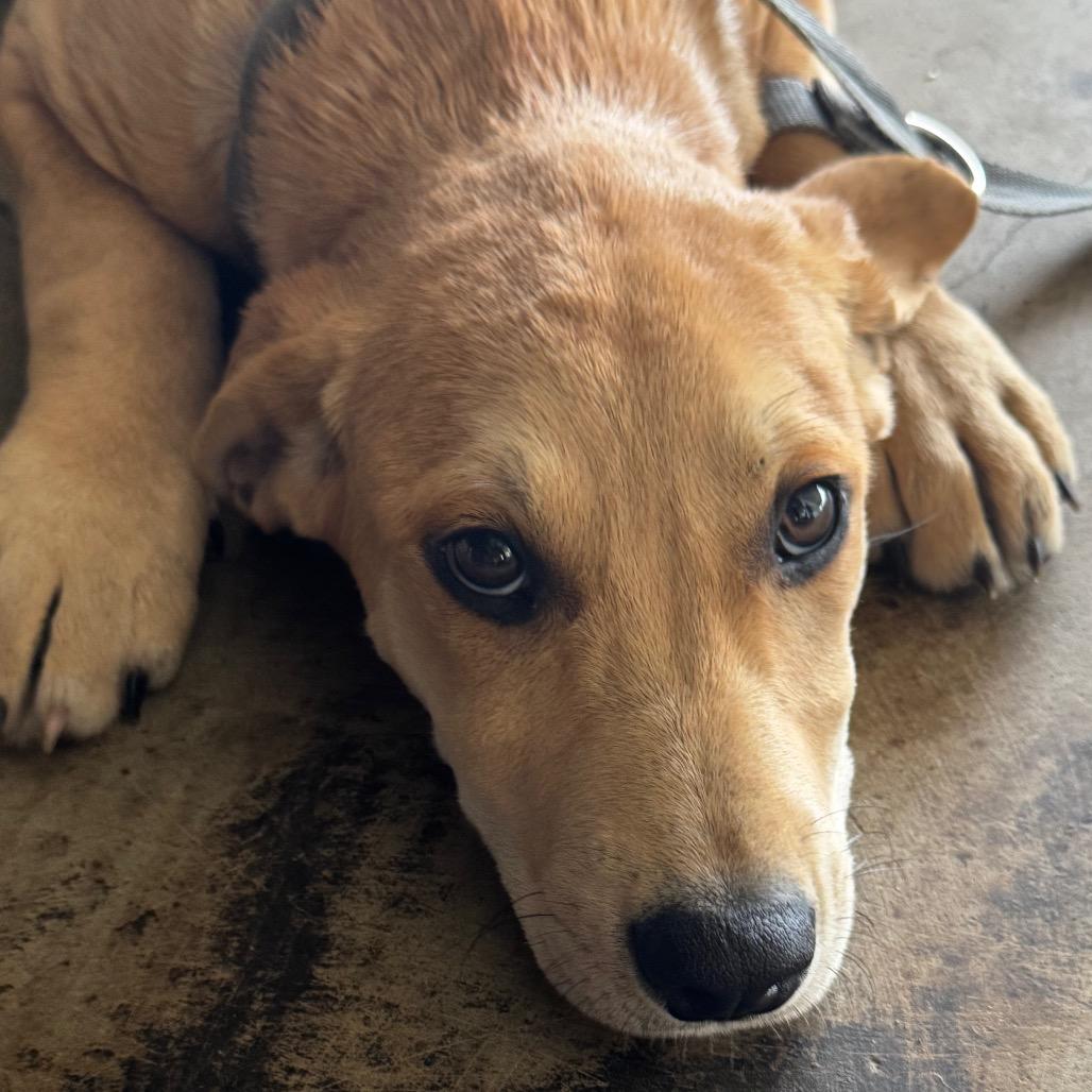 Tina, Adoptable, Puppy Female Labrador Retriever.