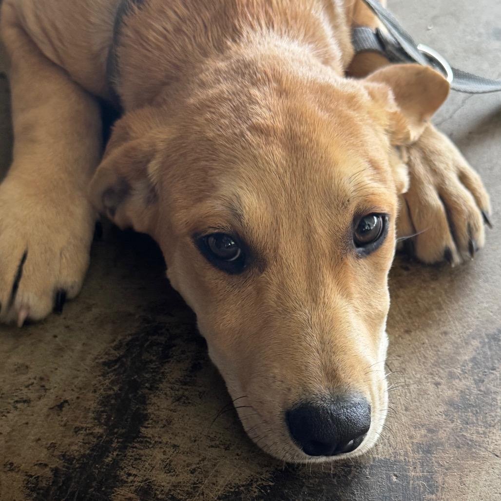 Enlarge Tina, a Adoptable mixed breed in Clarksdale, MS image 2/2