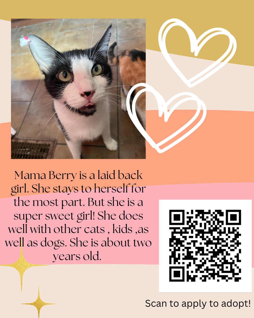 Mama Berry, Adoptable, Adult Female Domestic Short Hair.