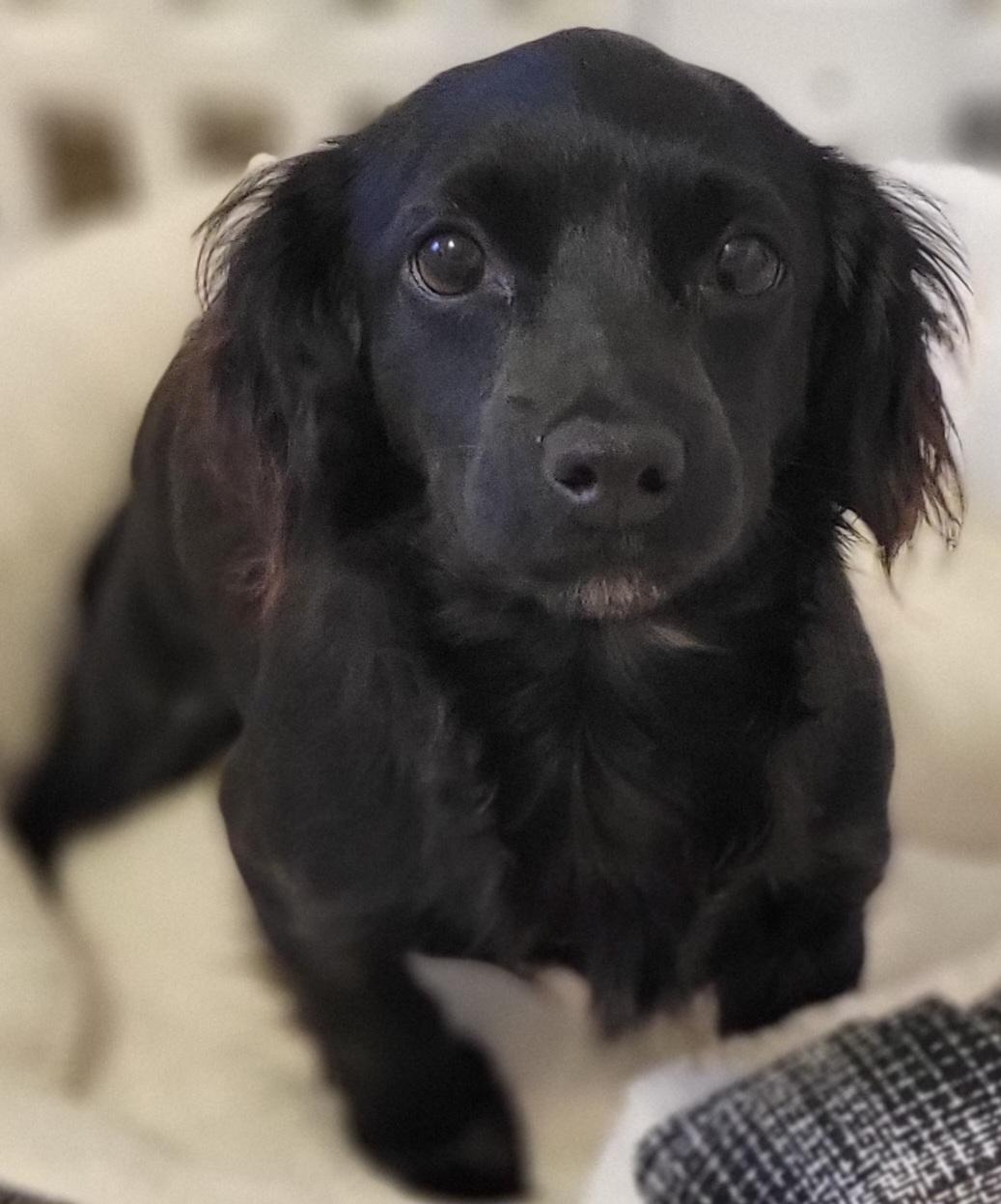 Enlarge Nellie, an adopted mixed breed in Elwood, NJ image 2/4