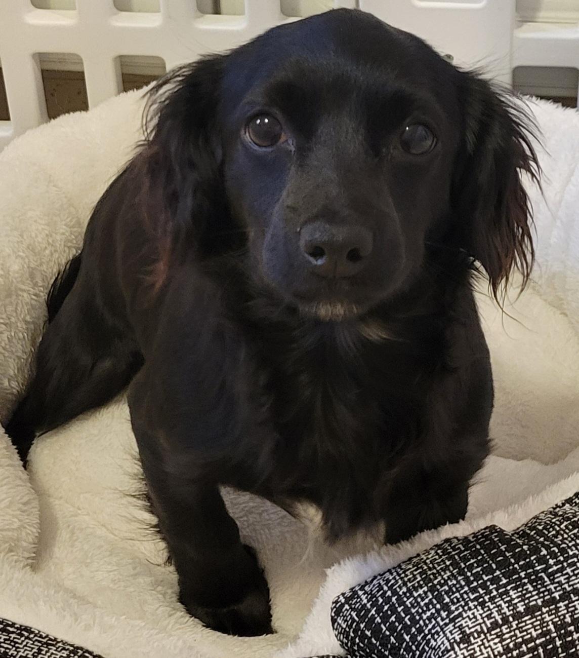 Enlarge Nellie, an adopted mixed breed in Elwood, NJ image 3/4