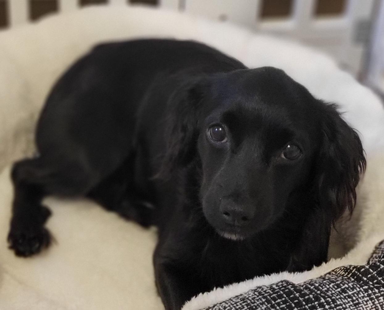 Enlarge Nellie, an adopted mixed breed in Elwood, NJ image 4/4