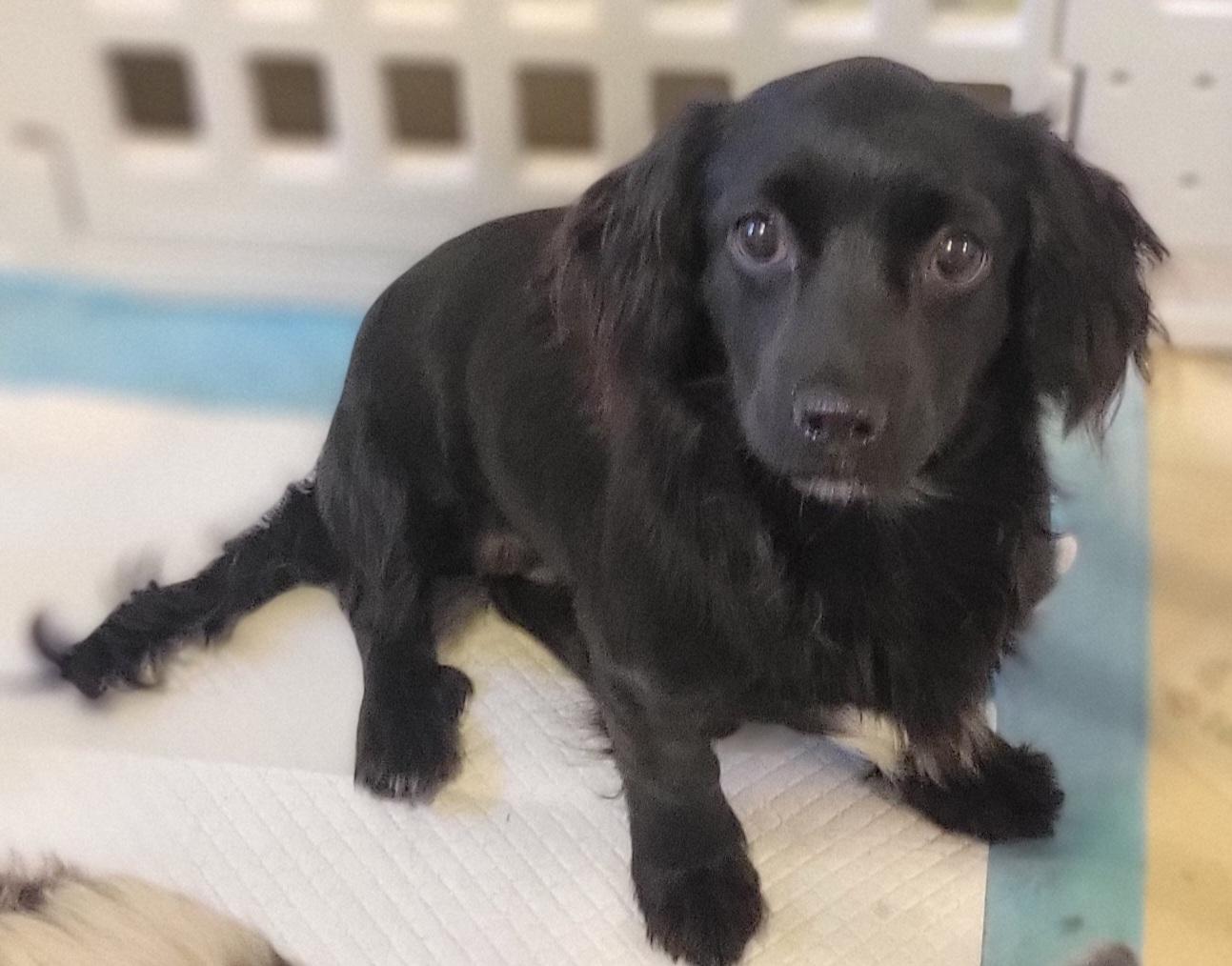 Nellie, adopted, Puppy Female Dachshund (Miniature Long Haired).