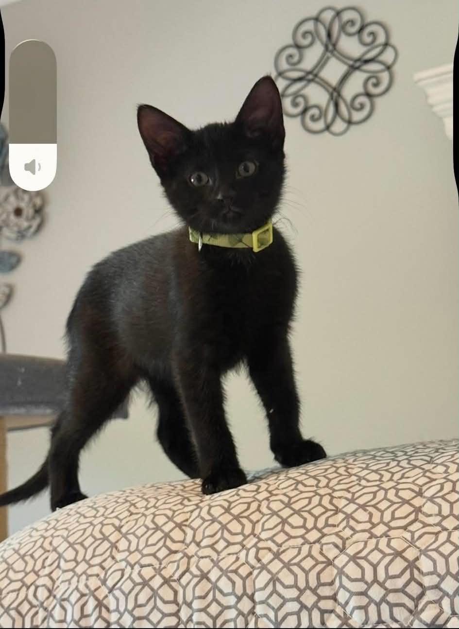 Enlarge Coal, a ADOPTABLE Domestic Short Hair in South River, NJ image 1/1