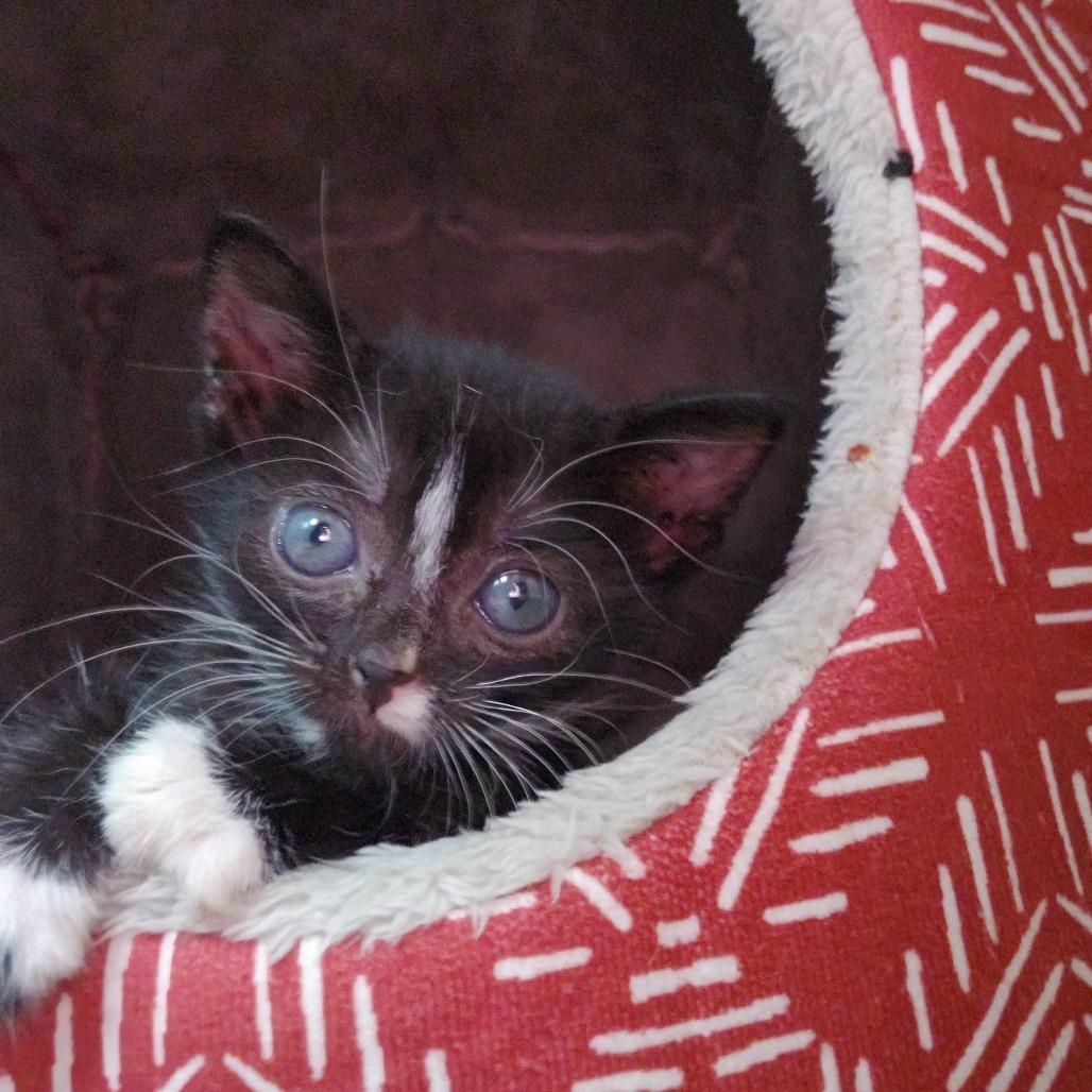 Enlarge Melody, a Adoptable Domestic Short Hair in Richmond Hill, GA image 2/6