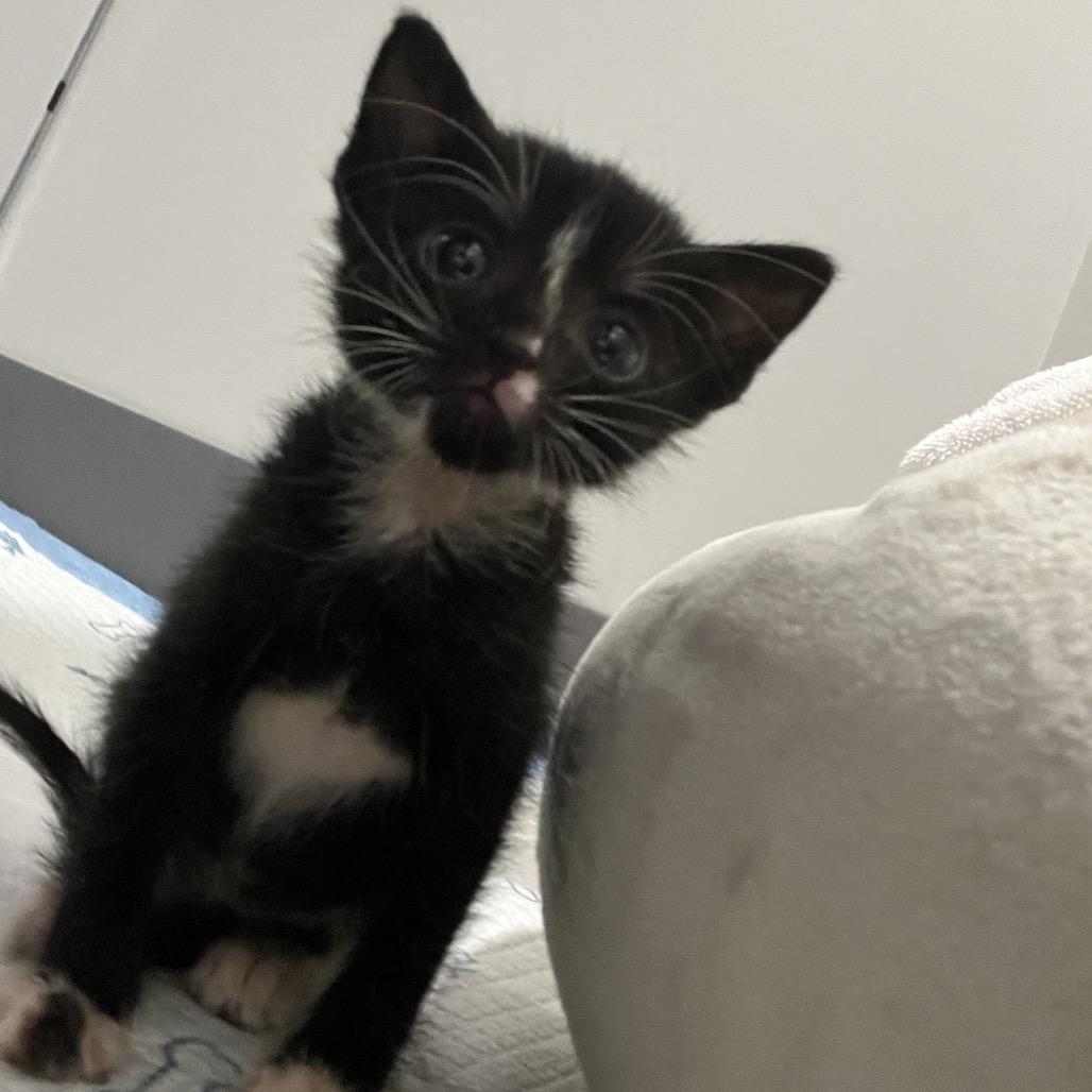 Enlarge Melody, a Adoptable Domestic Short Hair in Richmond Hill, GA image 4/6