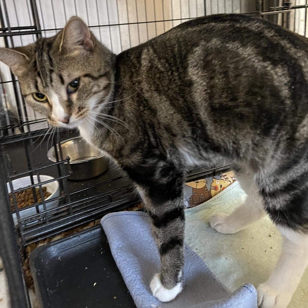 Enlarge Gigi, a Adoptable Domestic Short Hair in Wappingers Falls, NY image 1/1