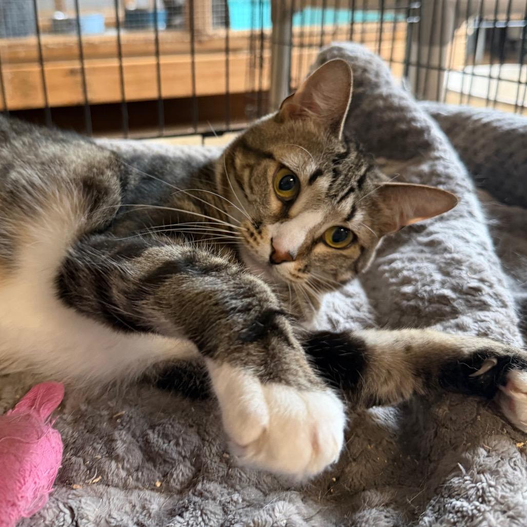 Gigi, a Adoptable Domestic Short Hair in Wappingers Falls, NY image 2/4