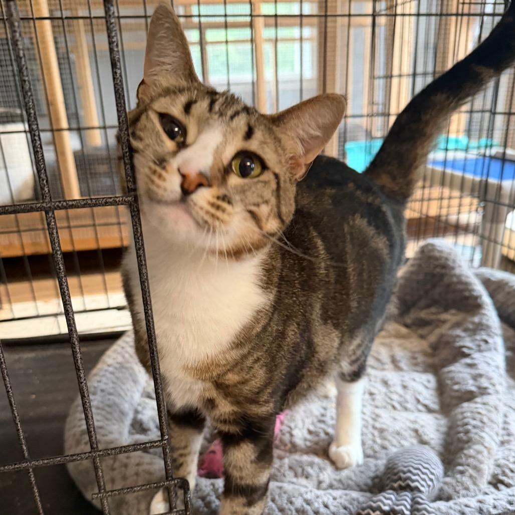 Gigi, a Adoptable Domestic Short Hair in Wappingers Falls, NY image 3/4