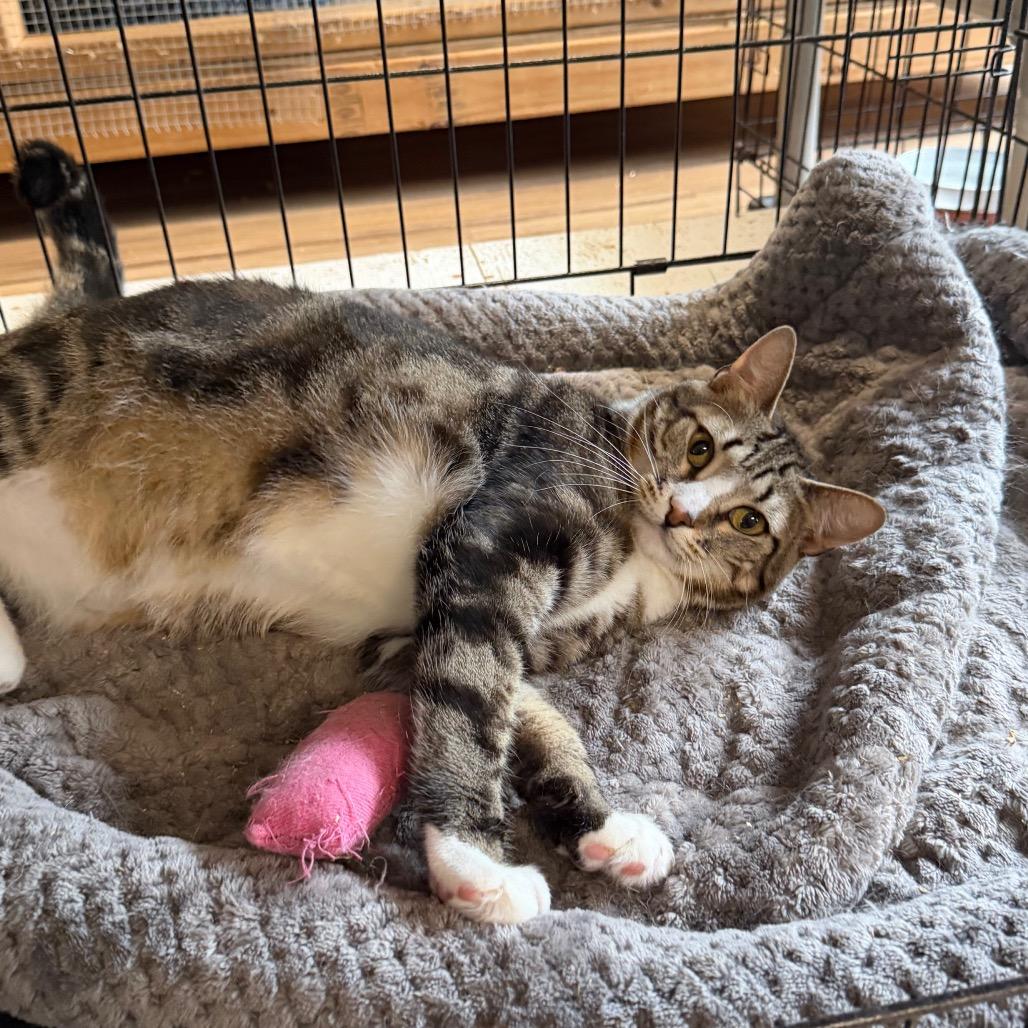 Gigi, a Adoptable Domestic Short Hair in Wappingers Falls, NY image 4/4