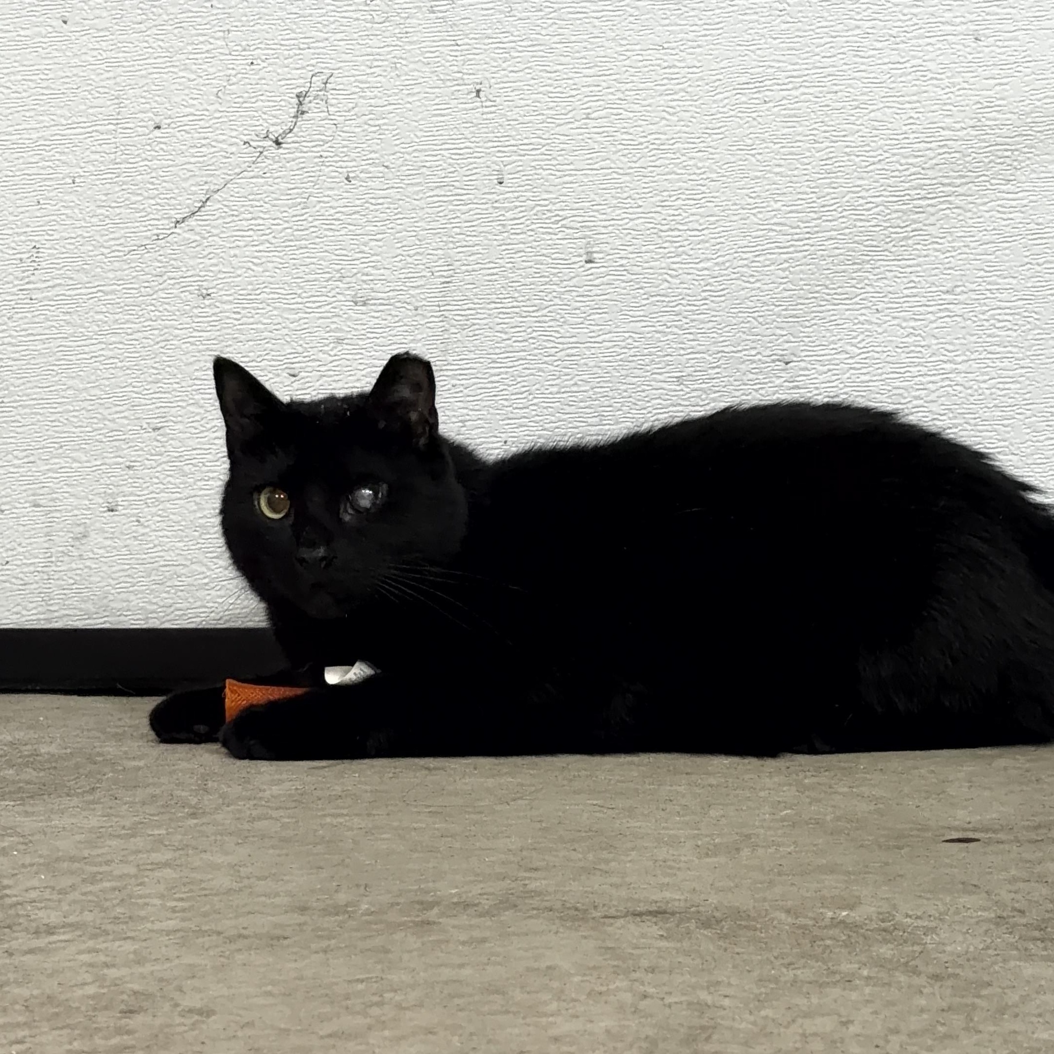 Henry, ADOPTABLE, Young Male Domestic Short Hair.