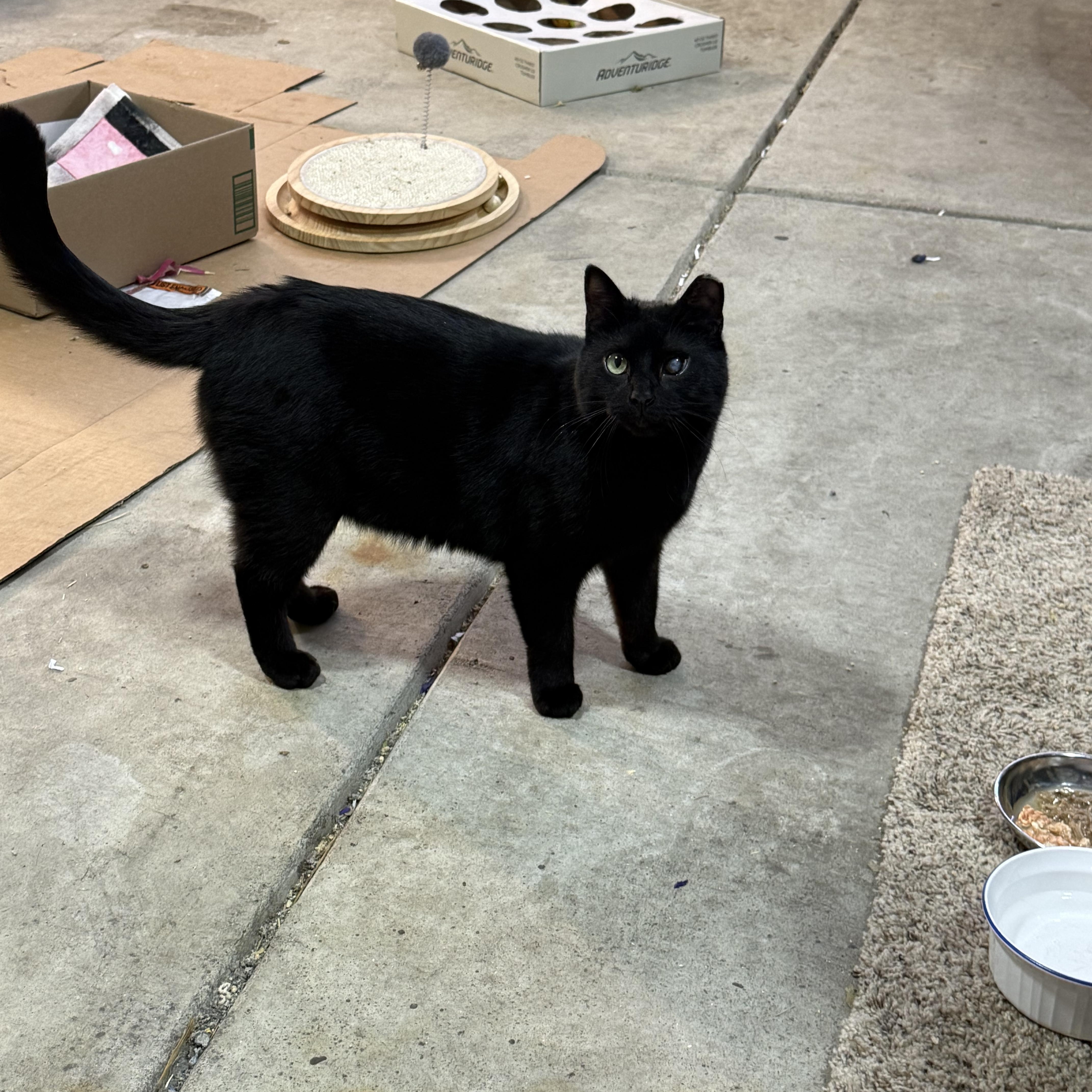 Enlarge Henry, a Adoptable Domestic Short Hair in Troy, OH image 2/6