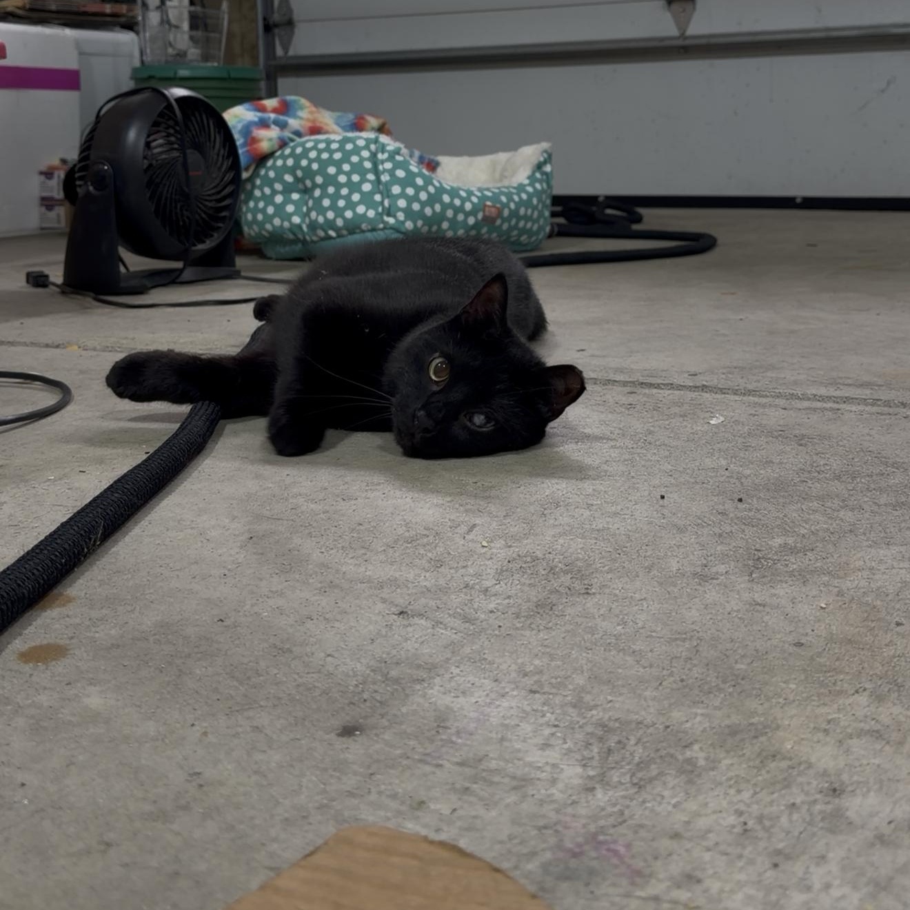 Enlarge Henry, a Adoptable Domestic Short Hair in Troy, OH image 6/6