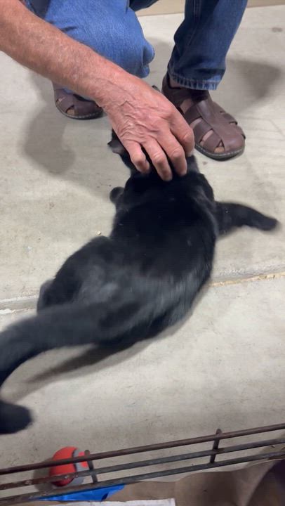 Enlarge Henry, a Adoptable Domestic Short Hair in Troy, OH video 3/6