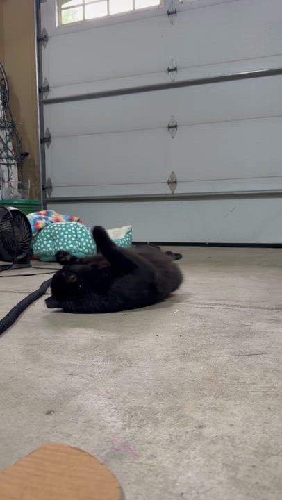 Enlarge Henry, a Adoptable Domestic Short Hair in Troy, OH video 4/6