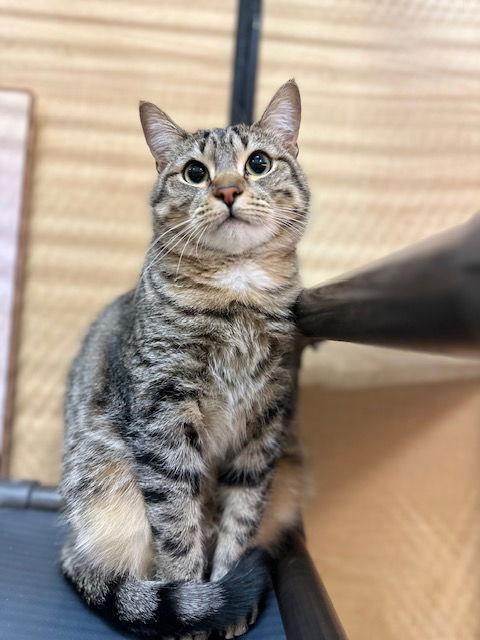 Stargazer, Adoptable, Adult Female Domestic Short Hair.