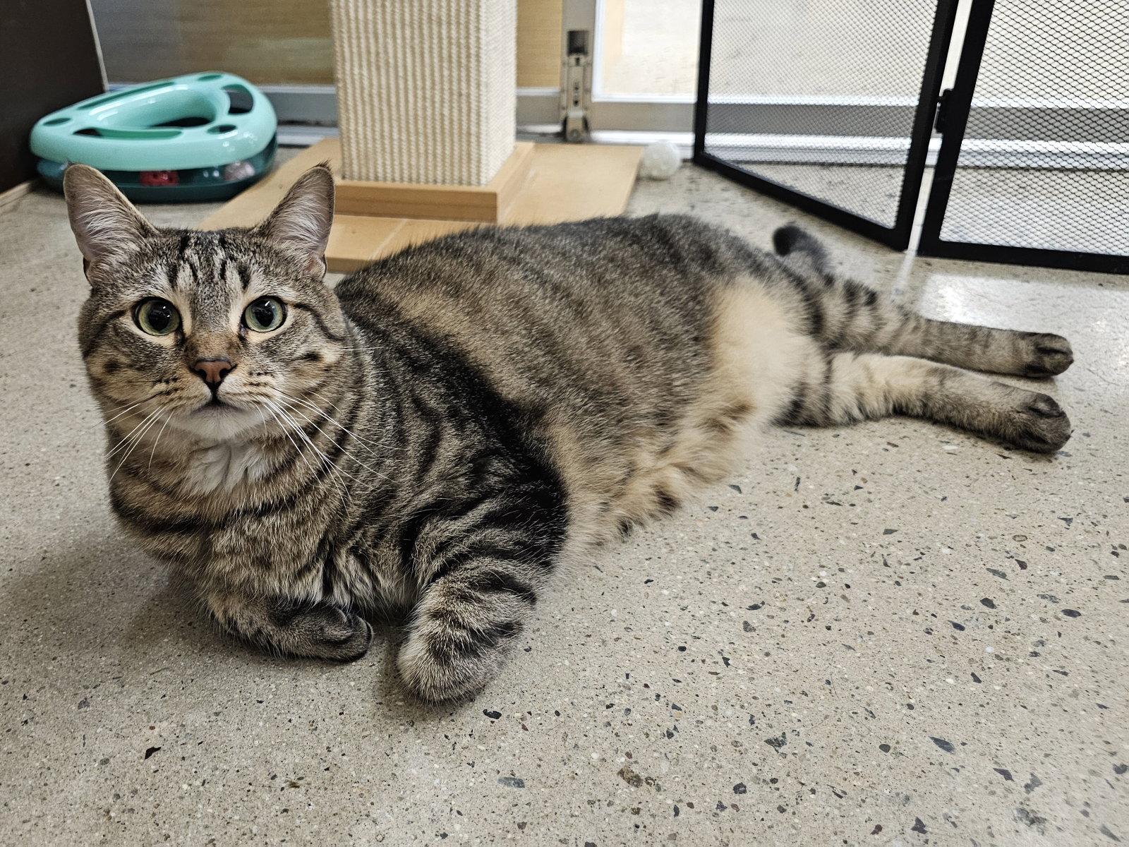 Enlarge Stargazer, a Adoptable Domestic Short Hair in Mission Viejo, CA image 2/3
