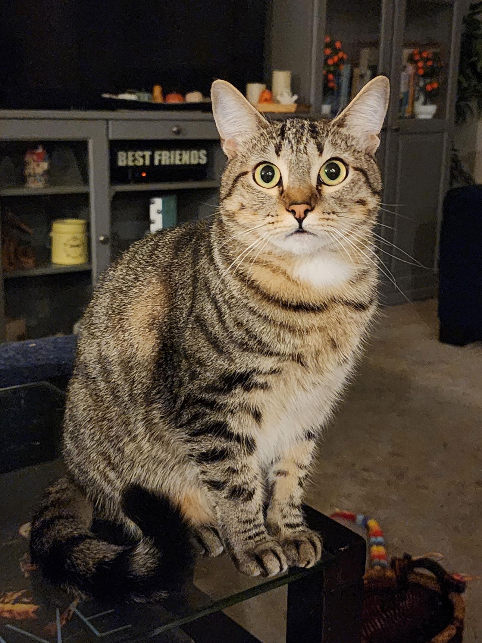 Enlarge Stargazer, a Adoptable Domestic Short Hair in Mission Viejo, CA image 3/3