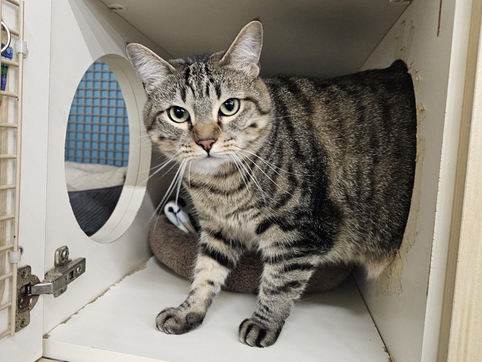 Enlarge Stargazer, a Adoptable Domestic Short Hair in Mission Viejo, CA image 3/3