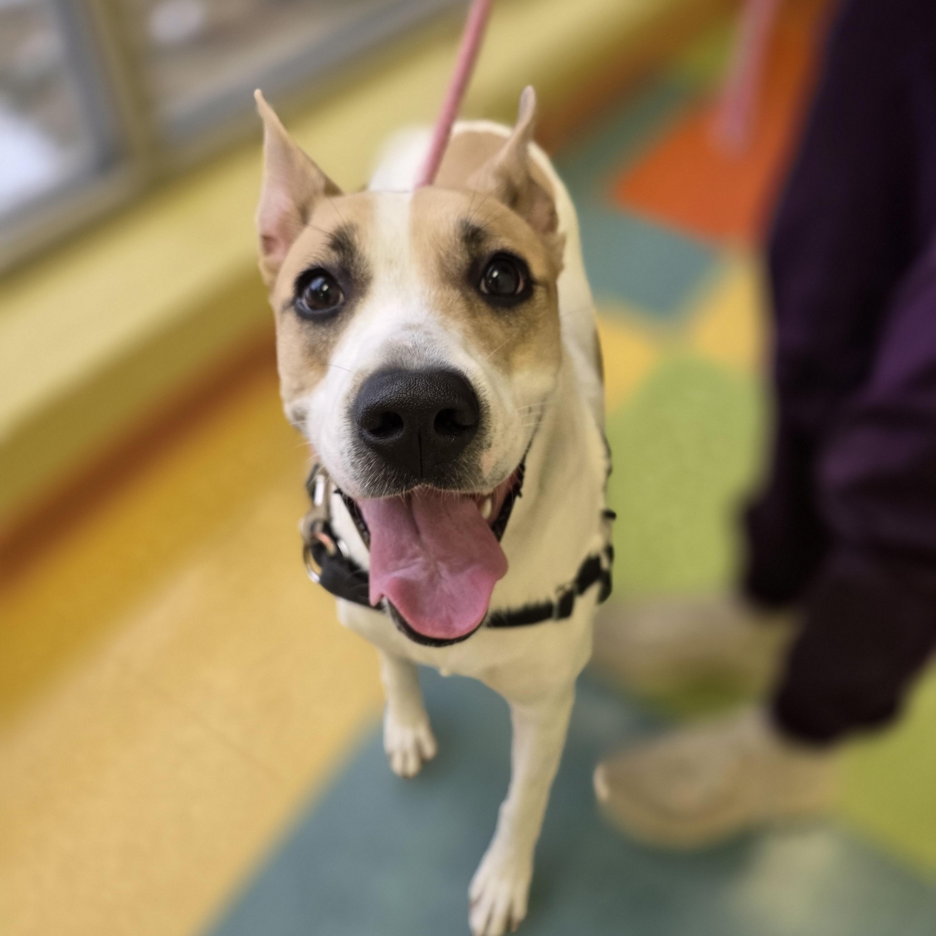 Enlarge Ginger, a ADOPTABLE mixed breed in Wheeling, IL image 2/5