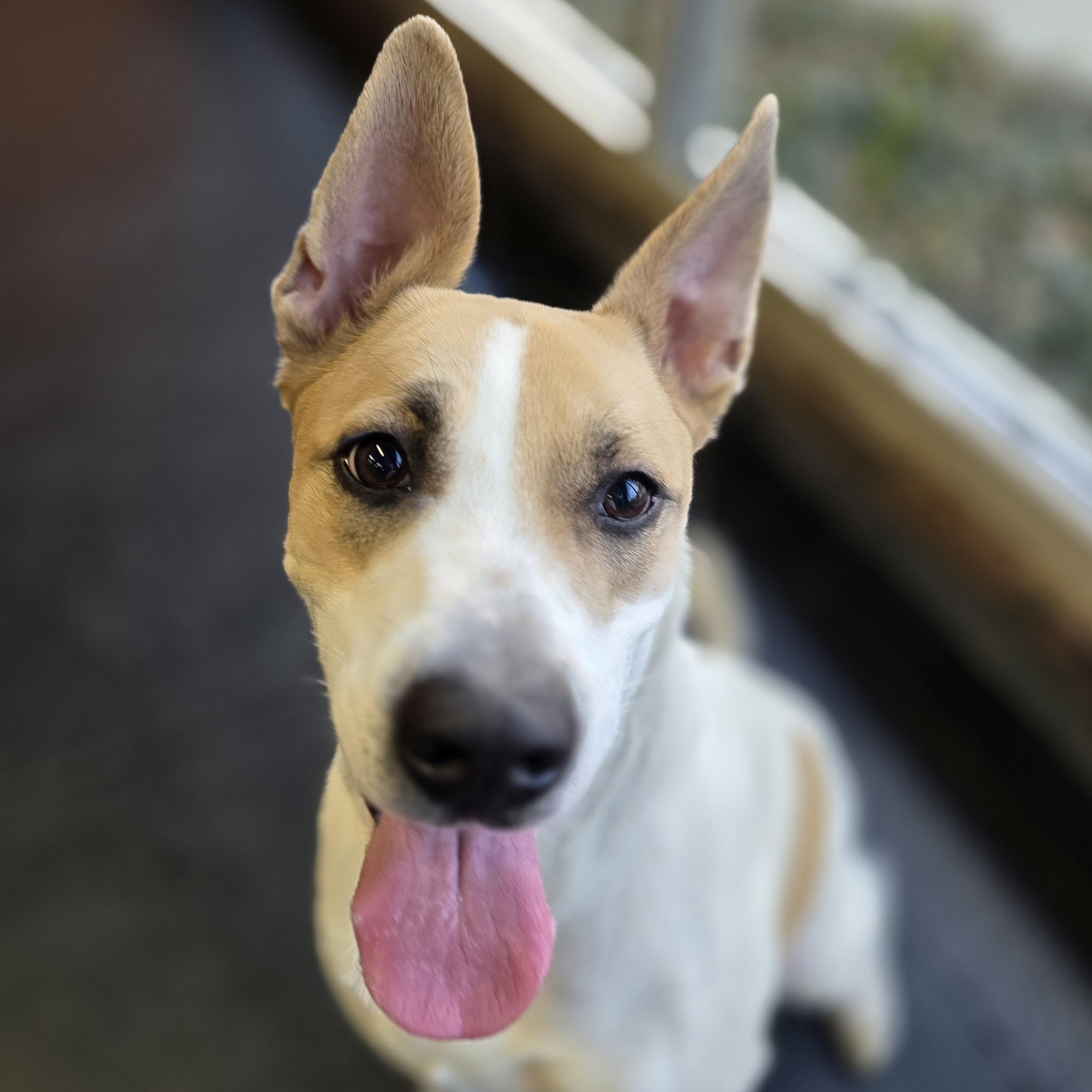 Enlarge Ginger, a ADOPTABLE mixed breed in Wheeling, IL image 5/5