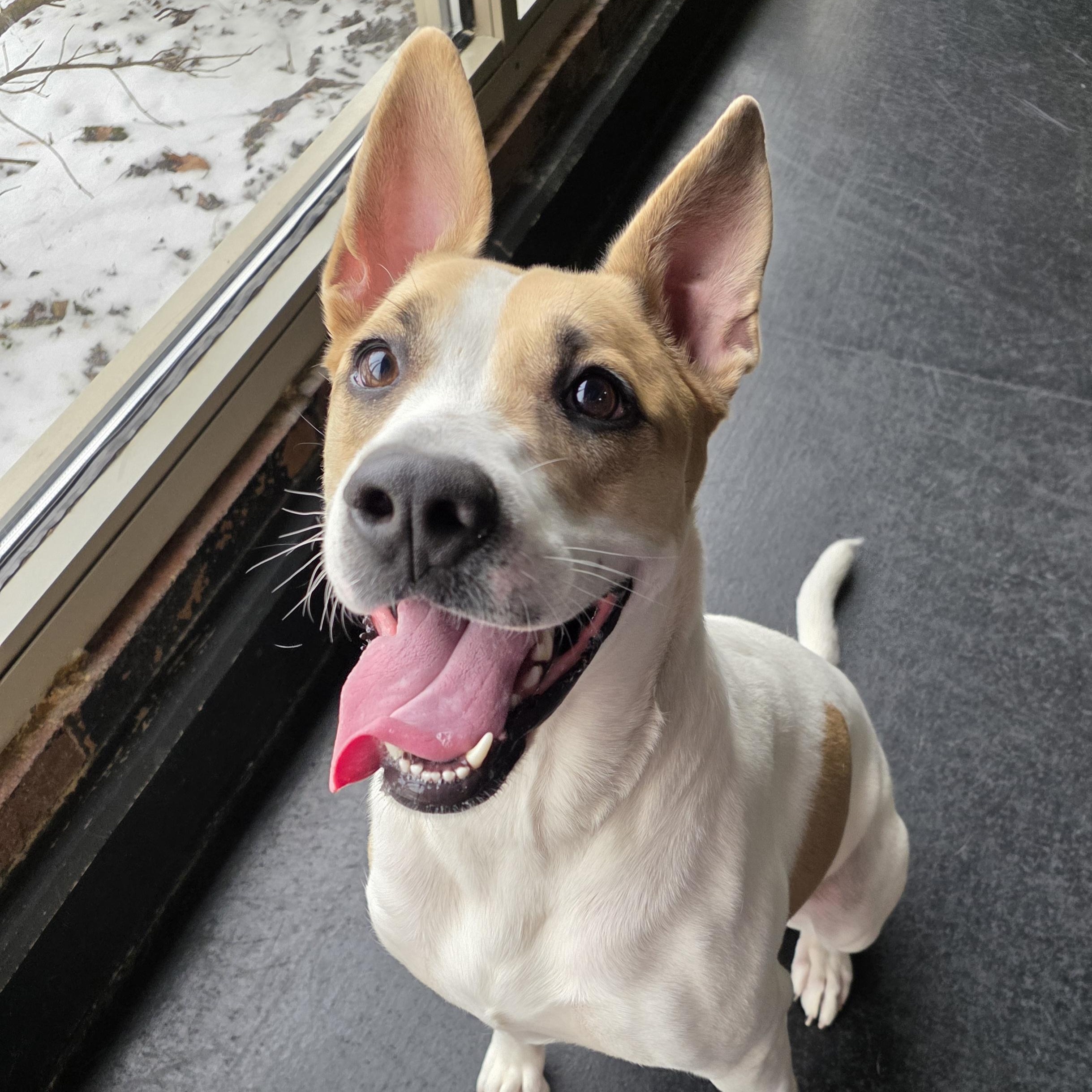 Ginger, ADOPTABLE, Young Female Australian Cattle Dog / Blue Heeler.