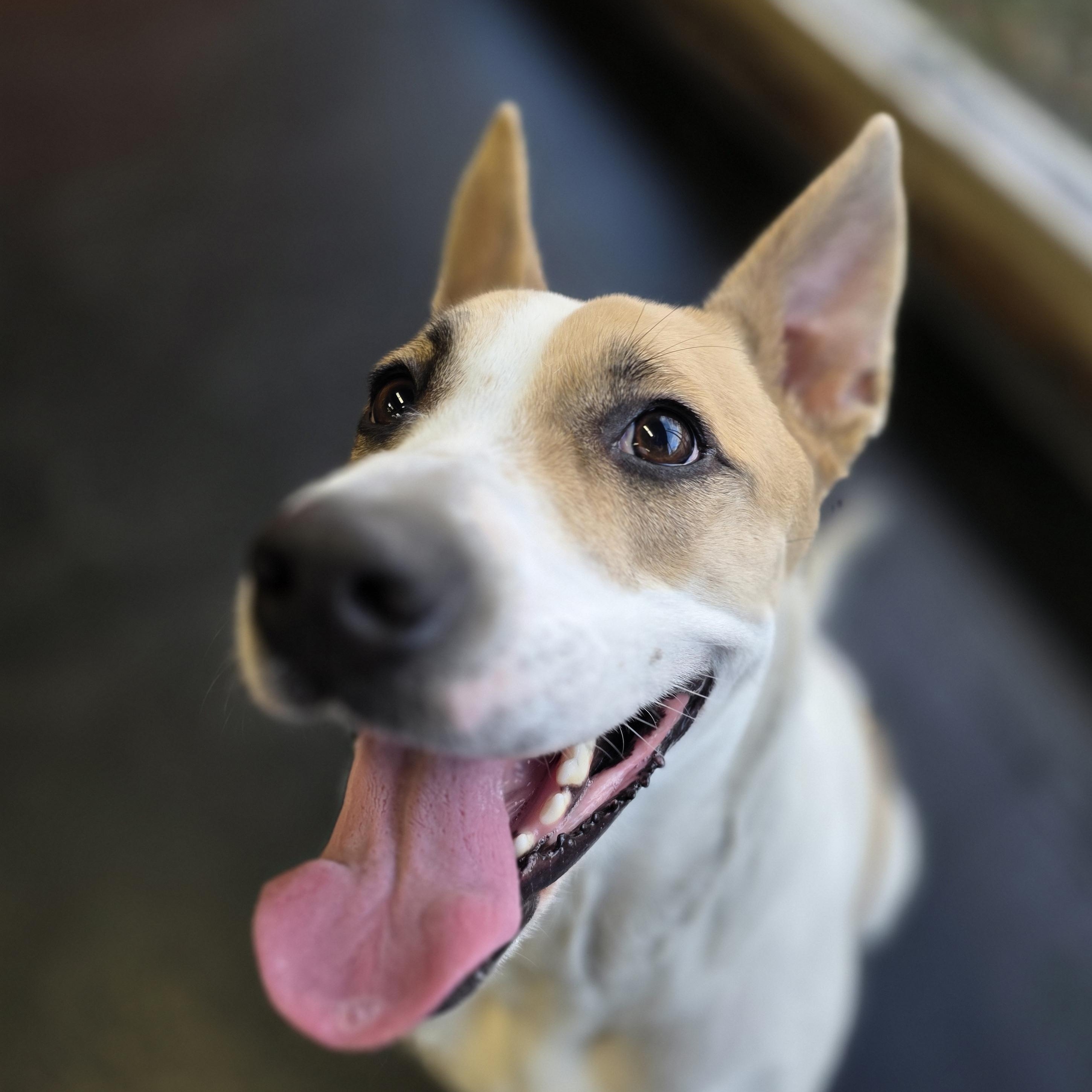 Enlarge Ginger, a ADOPTABLE mixed breed in Wheeling, IL image 3/5