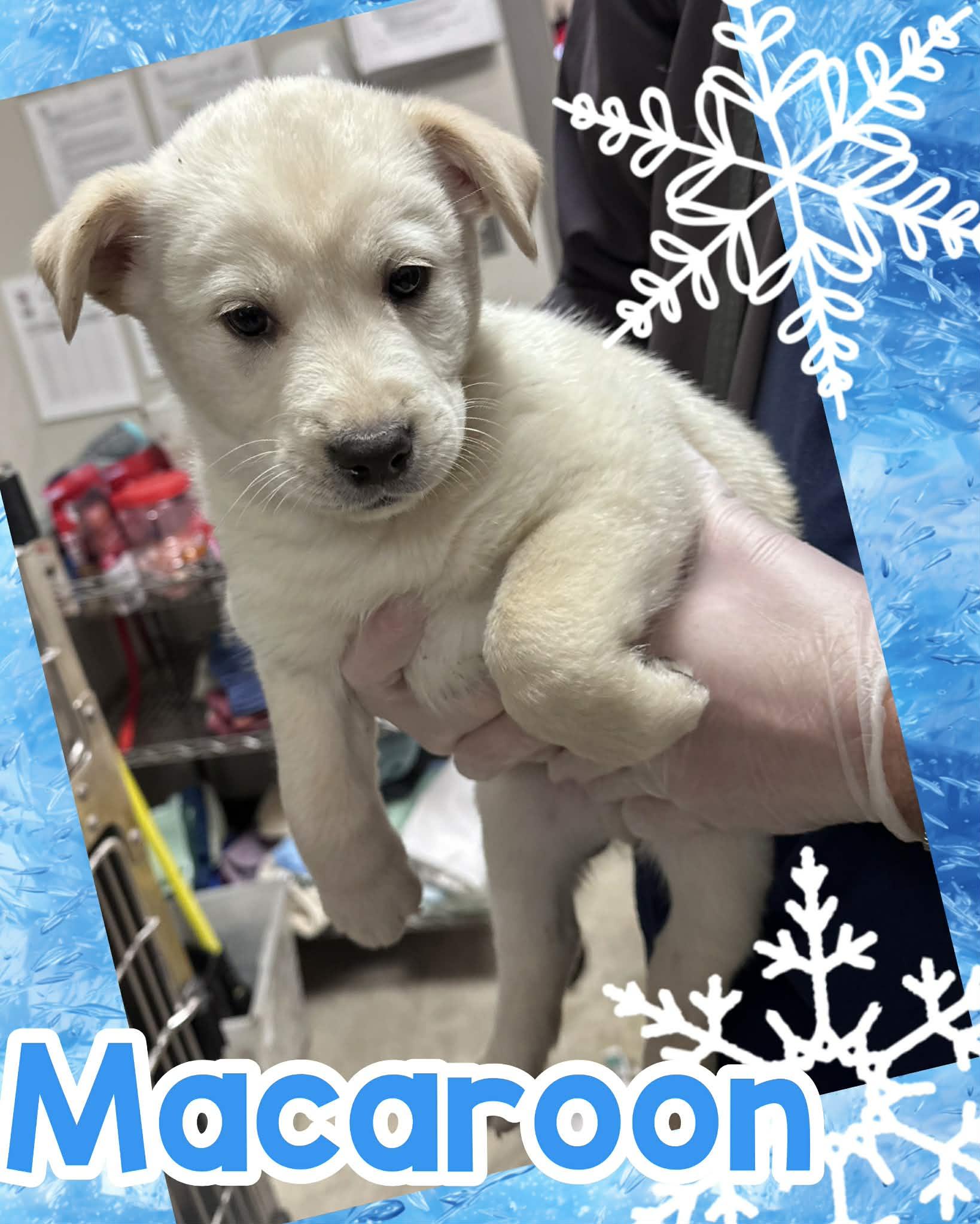 Enlarge Macaroon, an adopted mixed breed in Ringwood, NJ image 1/1