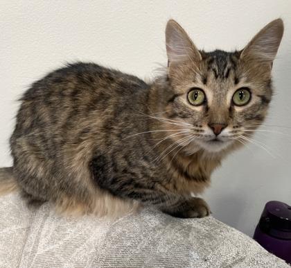 Gizmo, a Adoptable mixed breed in Elk Grove Village, IL image 1/3