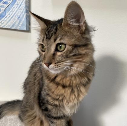 Gizmo, a Adoptable mixed breed in Elk Grove Village, IL image 2/3