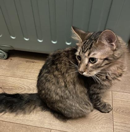 Gizmo, a Adoptable mixed breed in Elk Grove Village, IL image 3/3