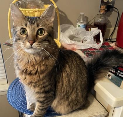 Enlarge Gizmo, a Adoptable mixed breed in Elk Grove Village, IL image 3/3